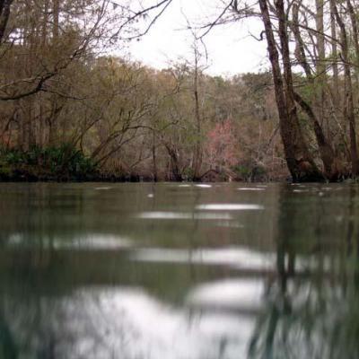 Crystal River 2006